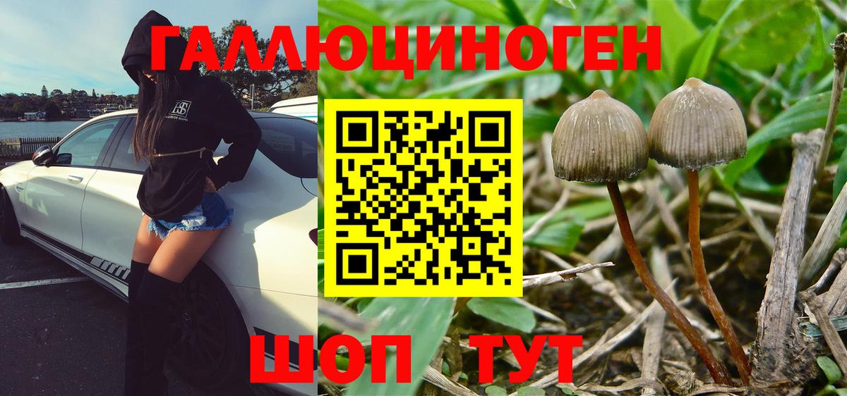 Галлюциногенные грибы Psilocybe Сатка